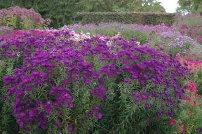 Aster novae-angliae 'Helen Picton'