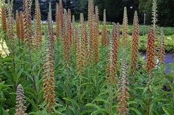 Digitalis parviflora