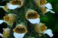 Digitalis lanata