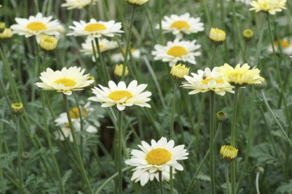 Anthemis tinc. 'Sause Hollandaise'