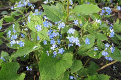 Brunnera macrophylla