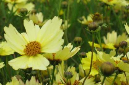 Coreopsis 'Moonbeam'