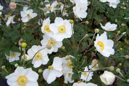 Anemone hybr. ' Honorine Jobert '