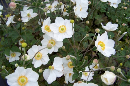 Anemone hybr. ' Honorine Jobert '