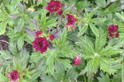 Astrantia major 'Garnet