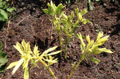 Baptisia 'Bont en Blauw'