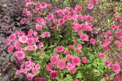 Astrantia major 'Roma'