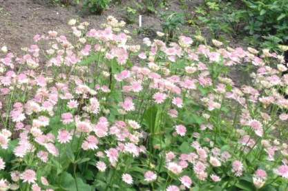 Astrantia major 'Buckland'