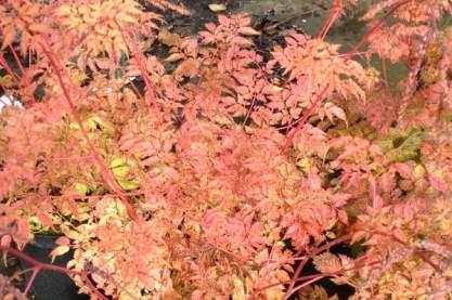 Aruncus 'Misty Lace'