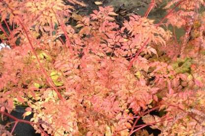 Aruncus 'Misty Lace'