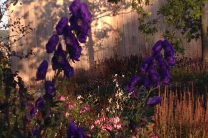 Aconitum carmichaelii 'Arendsii'