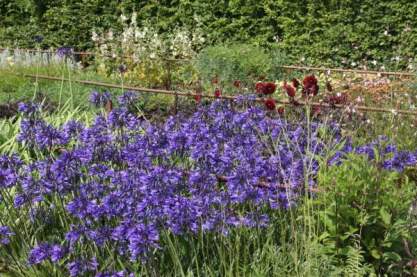 Agapanthus 'Midnight Star'