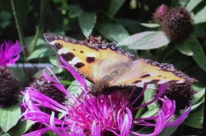 Centaurea 'Caramia'