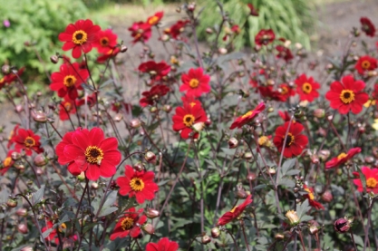 Dahlia ' Bishop of Auckland '