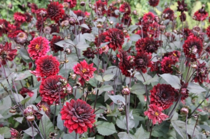 Dahlia ' Karma Choc '