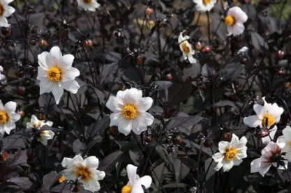 Dahlia ' Twining After Eight '