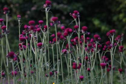 Circium riv. 'Atropurpurea'