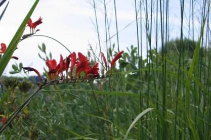 Crocosmia 'Lucifer'