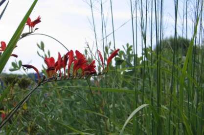 Crocosmia 'Lucifer'