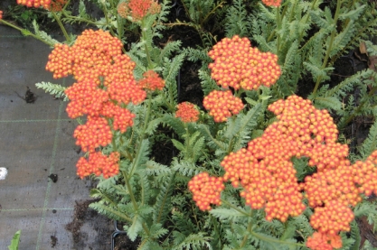 Achillea 'Terracotta'