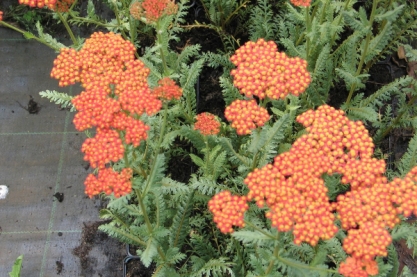 Achillea 'Terracotta'