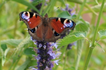 Agastache 'Black Adder '