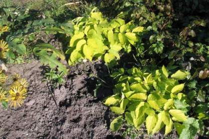 Aralia cordata 'Sun King'