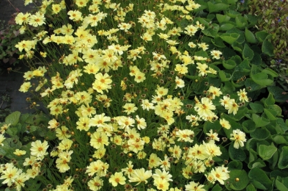 Coreopsis 'Full Moon'