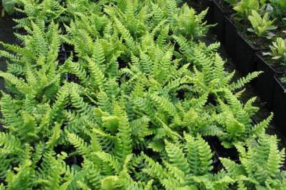 Blechnum spicant