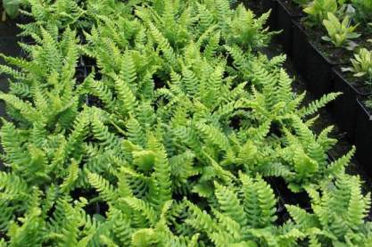 Blechnum spicant