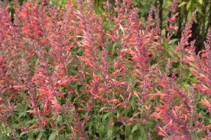 Agastache 'Fleur'