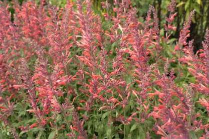 Agastache 'Fleur'