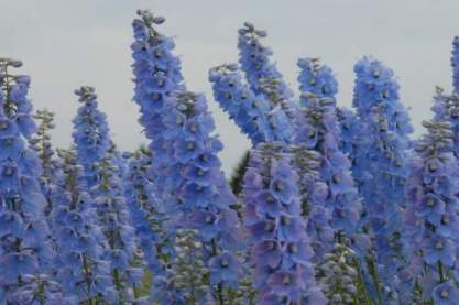 Delphinium elatum 'Augenweide'