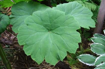 Astilboides tabularis