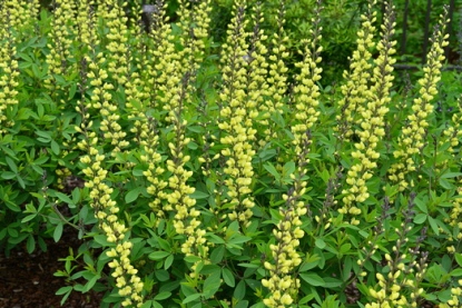 Baptisia 'Caroline Moonlight'