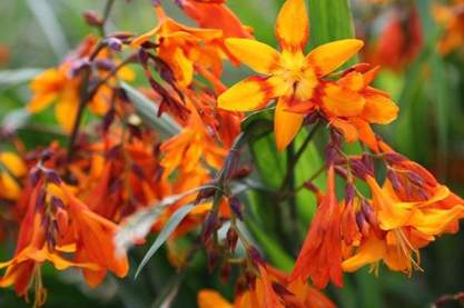 Crocosmia 'Emely Mcenzie'