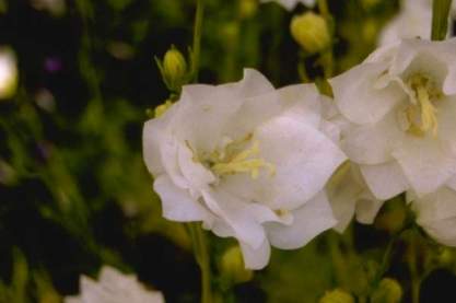Campanula pers. 'Moerheimii'
