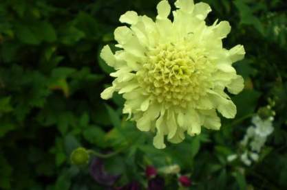 Cephalaria gigantea