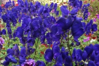 Aconitum henryi 'Spark's