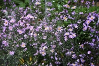 Aster 'Glow in the Dark'