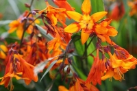 Crocosmia 'Emely Mcenzie'