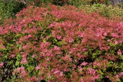 Filipendula ' Kahome '