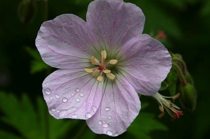 Geranium sylvaticum 'Bakers Pink'