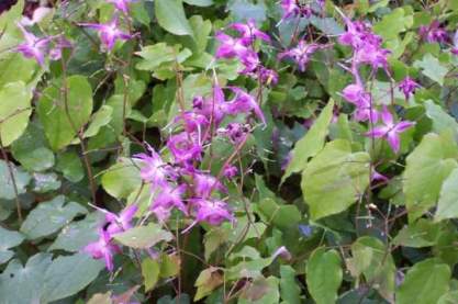 Epimedium grandiflorum 'Lilafee'