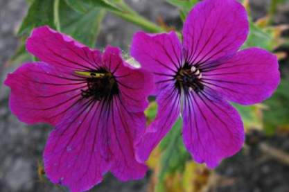 Geranium psilostemon 'Red Admiral'