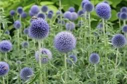 Echinops 'Taplow Blue'