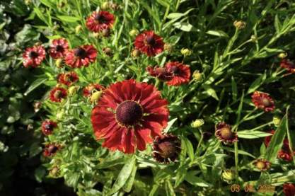 Helenium 'Monique'