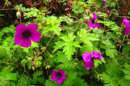 Geranium 'Dragon Heart'