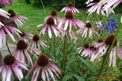 Echinacae 'Pretty  Parasols'