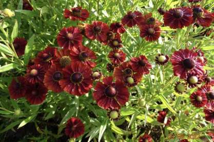 Helenium 'Strawberry Sunday'